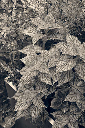 decorative nettle in the garden, note shallow depth of fieldの写真素材
