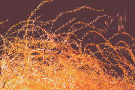 golden grass on the dark background, note shallow depth of fieldの写真素材