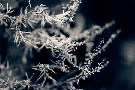 abstract undergrowth , note shallow depth of field
