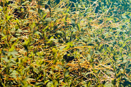 different grasses in naturein spring, note shallow depth of fieldの写真素材