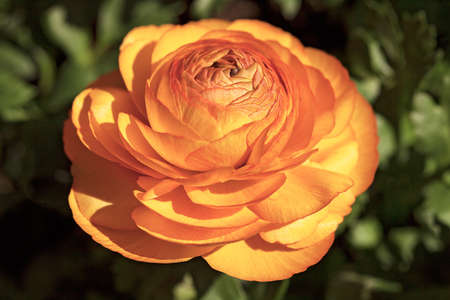 orange rose on the green background, note shallow depth of field
