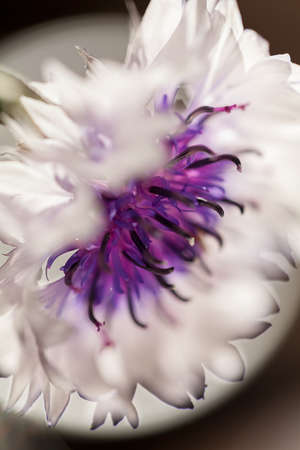 beautiful white flower with a purple interior, note shallow depth of fieldの写真素材