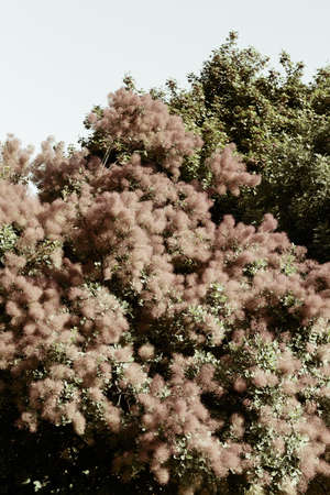 red fluffy bush in front of green tree in nature, note shallow depth of fieldの写真素材