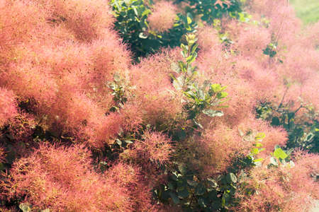 fluffy tree with pink flowers, note shallow depth of field