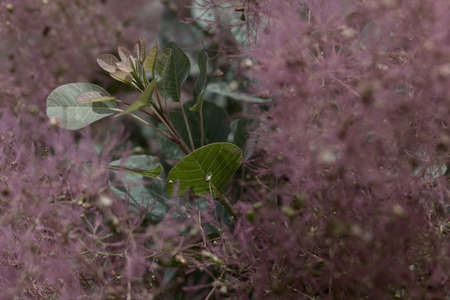 green plant inside of pampas grass in nature, note shallow depth of field