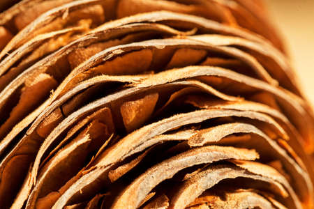 fir cone close up on the wooden table, note shallow depth of fieldの写真素材