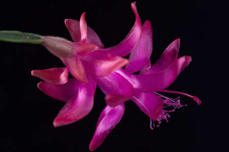 Abstraction of beautiful  pink flower on a black background, note shallow depth of fieldの写真素材
