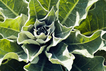 focus on green leaves in nature, note shallow depth of fieldの写真素材