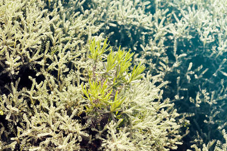 ornamental shrub in nature, note shallow depth of field