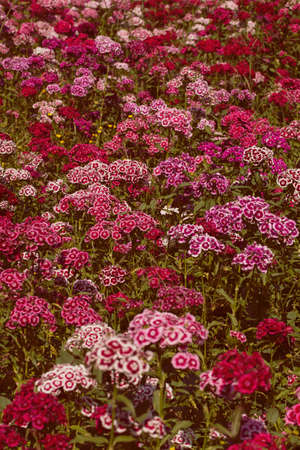 wild flowers carnation in focus, note shallow depth of fieldの写真素材