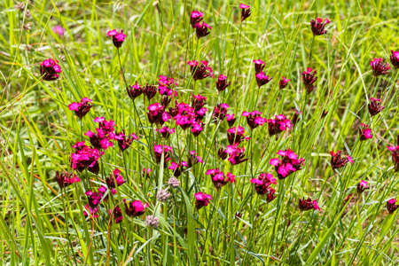 wild carnations bloomed in the grass, note shallow depth of fieldの写真素材