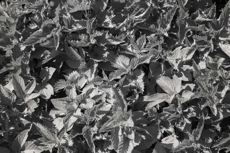 nettle in nature, note shallow depth of fieldの写真素材
