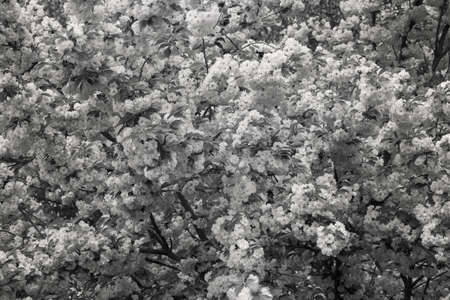 tree with pink blossoms in the city, note shallow depth of fieldの写真素材