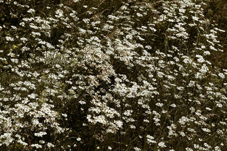 kinds of small white flowers in the meadow, note shallow depth of field