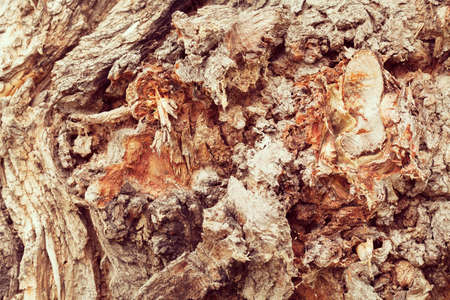 tree bark in nature, note shallow depth of field