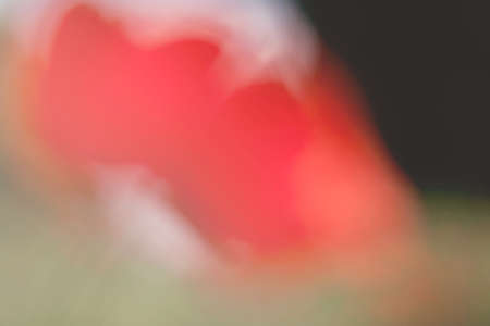 red poppy in the grass on the blur background, note shallow depth of fieldの写真素材