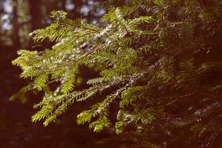 Green Conifer branches in nature, note shallow depth of field