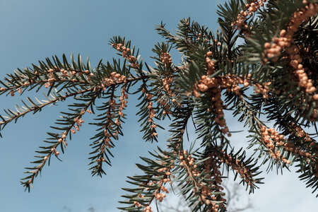 branches with juniper berries with the blue sky in the background, note shallow depth of field