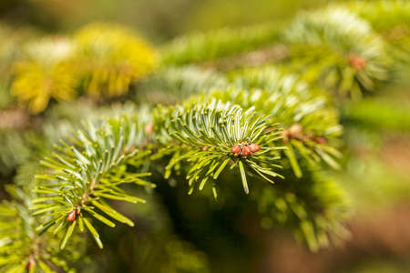 Green Conifer branches in nature, note shallow depth of field