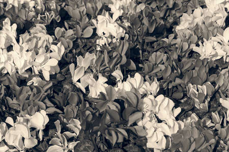 cyclamen flowers in various colors, note shallow depth of fieldの写真素材