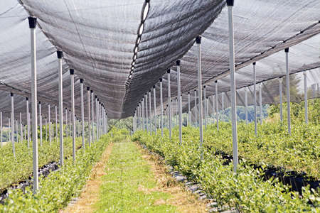 rows of blueberry seedlings on a plantation with a protective net, note shallow depth of fieldの写真素材