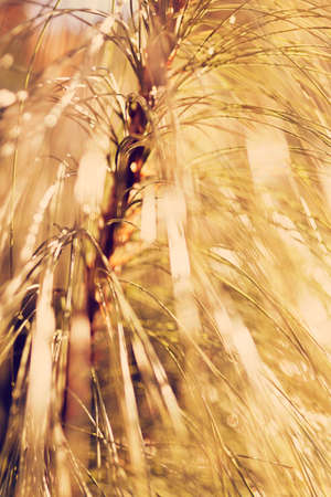 abstrakt white pine branches, note shallow depth of field