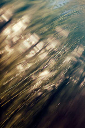 abstract branches of white pine , for blurred background