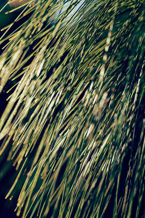 white pine branches, note shallow depth of field