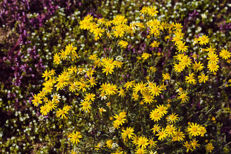 kinds of flowers in the meadow, note shallow depth of field