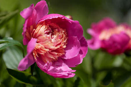 beautiful peony flower in nature, note shallow depth of fieldの写真素材