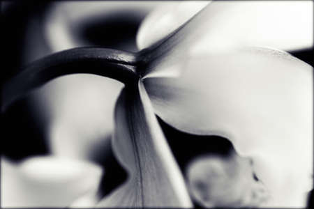 orchid flower filmed from the back side, note shallow depth of fieldの写真素材