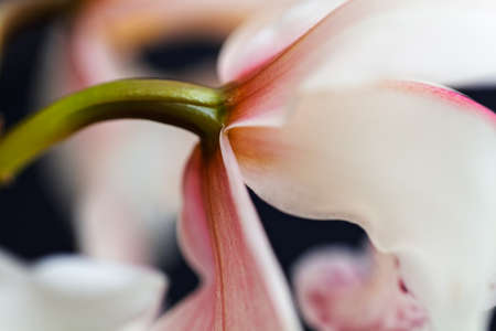 orchid flower filmed from the back side, note shallow depth of fieldの写真素材