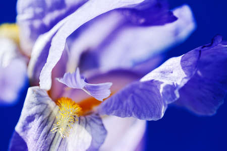 light violet  iris flower on the blue background, note shallow depth of fieldの写真素材