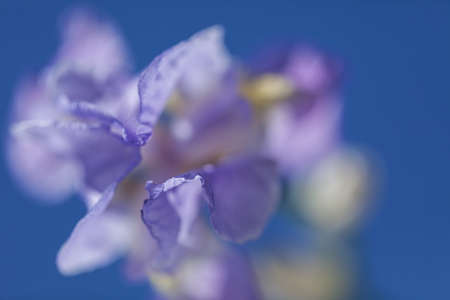 light violet  iris flower on the blue background, note shallow depth of field