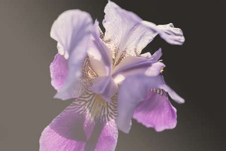 purple iris flower on the dark background, note shallow depth of field