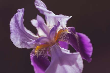 purple iris flower on the dark background, note shallow depth of fieldの写真素材