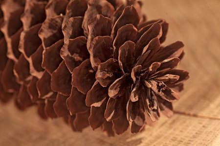 pinecones close-up on a wooden base, note shallow depth of field