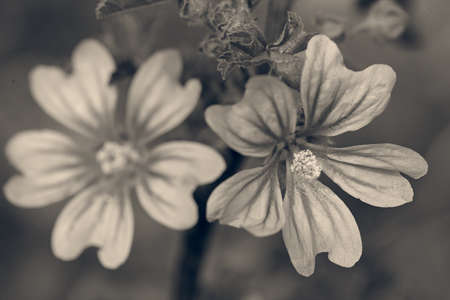 mallow flowers in nature, note shallow depth of field