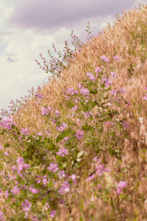kinds of violet  flowers in the meadow, note shallow depth of field