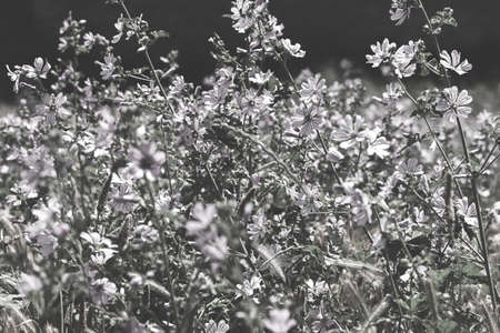 kinds of violet  flowers in the meadow, note shallow depth of field