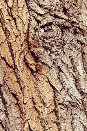 tree bark in nature, note shallow depth of fieldの写真素材