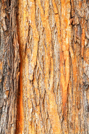 reddish tree bark in nature, note shallow depth of field