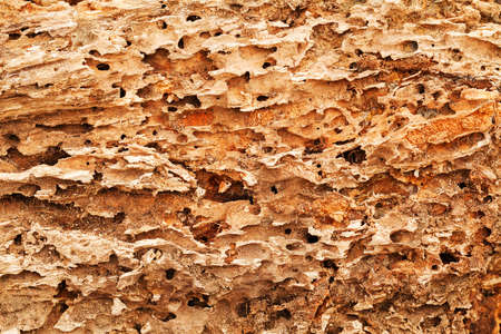 tree bark in nature like a background, note shallow depth of field