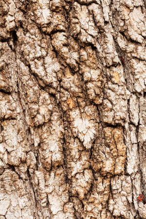 red begbugs on the bark of a tree, note shallow depth of field