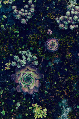 wild plant houseleek in nature , note shallow depth of fieldの写真素材