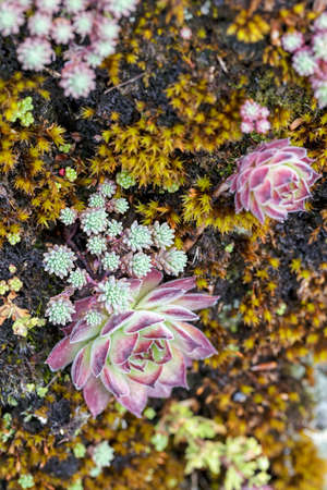 wild plant houseleek in nature , note shallow depth of fieldの写真素材