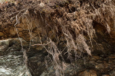 tree roots in the mudslides ground, note shallow depth of fieldの写真素材