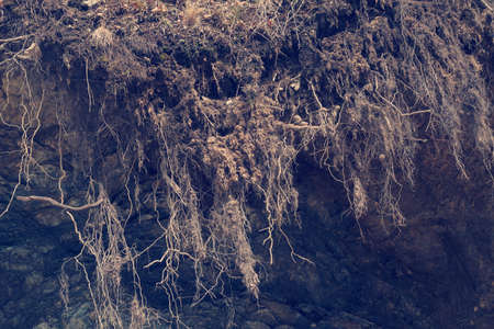 tree roots in the mudslides ground, note shallow depth of fieldの写真素材