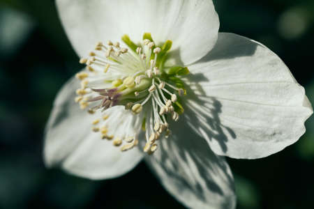open  white flower with small yellow stamens, note shallow depth of fieldの写真素材