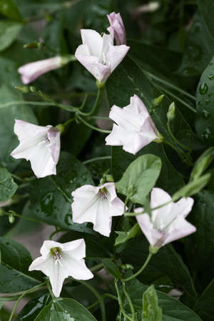 Delicate flowers of bindweed in nature, note shallow depth of field